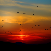 Vögel im Sonnenuntergang