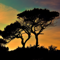 Afrika